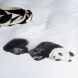 Bettwäsche Lazy Panda - 140 x 200 cm