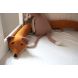 Bed Schlange - Freya the fox Dark orange