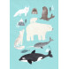 Postkarte - Artic animals