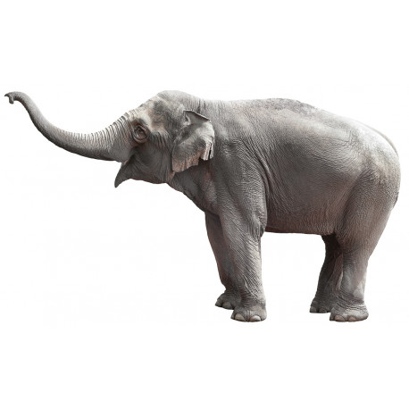 Außergewöhlicher 'Elefant' Wandaufkleber