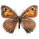 Wunderschöner Schmetterling Wandaufkleber